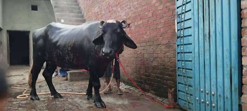 Pure Ravi Breed buffalo Pelhan jhoti Khangar  37dn cros 5sa6 litr milk 2