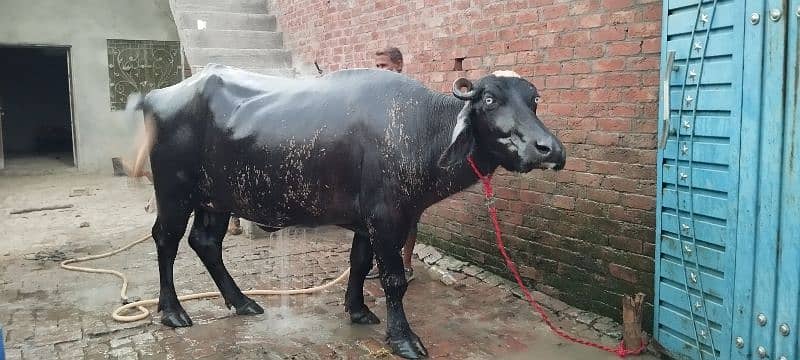 Pure Ravi Breed buffalo Pelhan jhoti Khangar  37dn cros 5sa6 litr milk 3