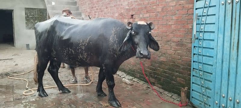 Pure Ravi Breed buffalo Pelhan jhoti Khangar  37dn cros 5sa6 litr milk 4