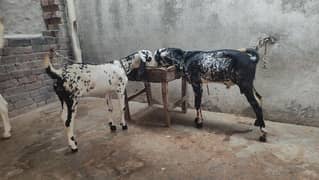 Goat | baby goats | Desi Bakra | Bakra | goat for sale