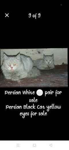 Persian cats