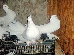 Fancy Pigeons