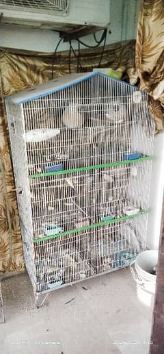 cages for birds. java love bird finch gouldian