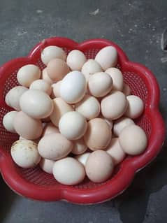 Desi Eggs