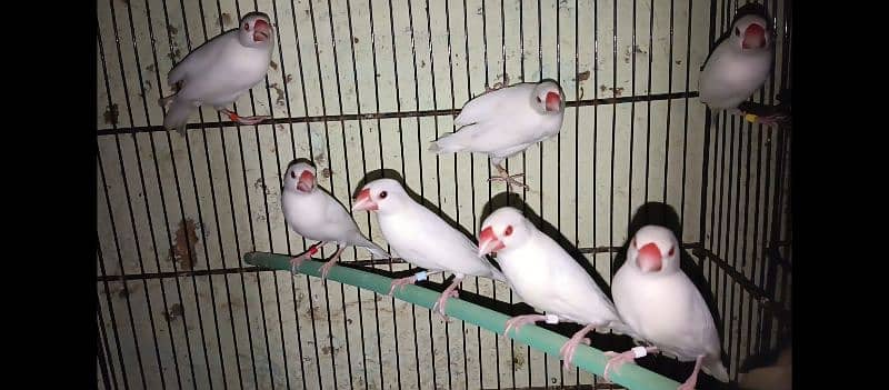 Albino Java ready too breed 1