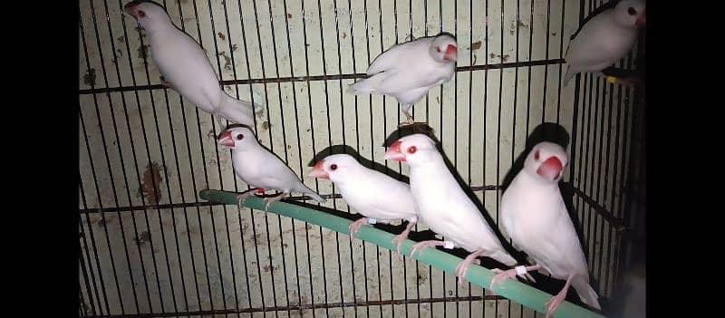 Albino Java ready too breed 2