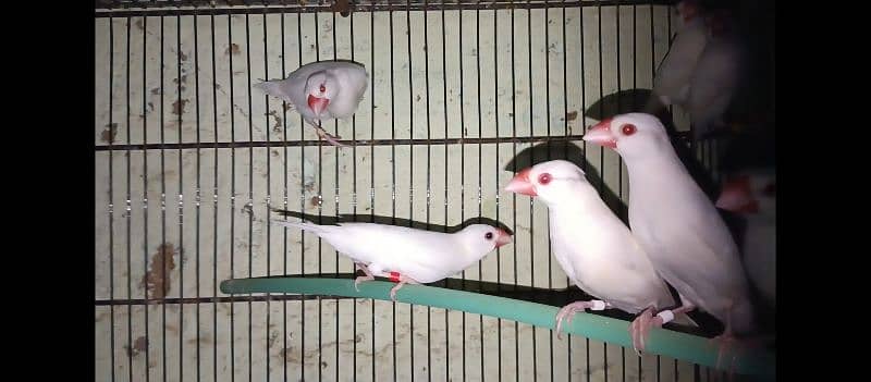 Albino Java ready too breed 3