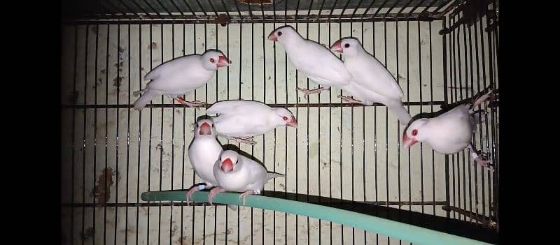 Albino Java ready too breed 7