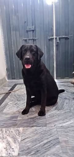 Black Labrador