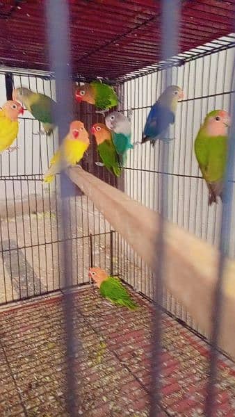 love birds for sale and exchange possible with other birds or hens 0