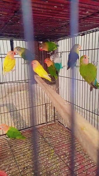 love birds for sale and exchange possible with other birds or hens 1