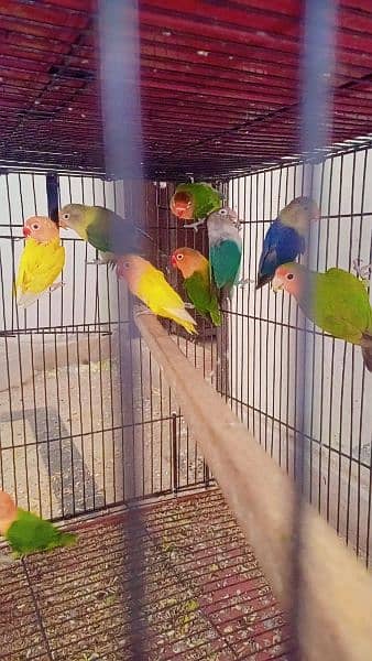 love birds for sale and exchange possible with other birds or hens 2