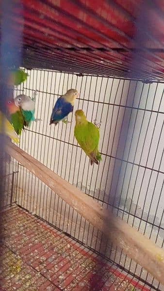 love birds for sale and exchange possible with other birds or hens 3