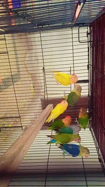 love birds for sale and exchange possible with other birds or hens 4