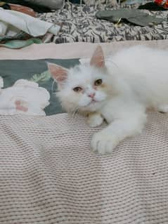 Persian kitten