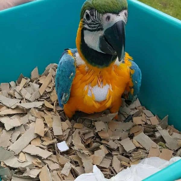 Blue macaw chicks parrot age 5 month for sale 1