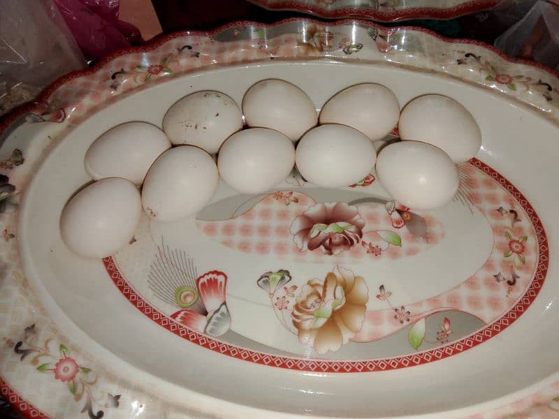 Pure pakistani Aseel pair And her Eggs for sale 7