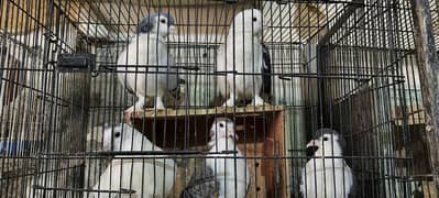 Fancy Pigeons / Pigeons for sale