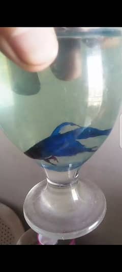 betttas fish