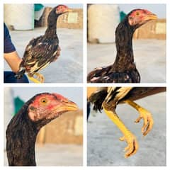 top quality aseel home breed price 2500 contect 03125033381 whstsapp