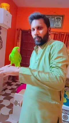 green parrot