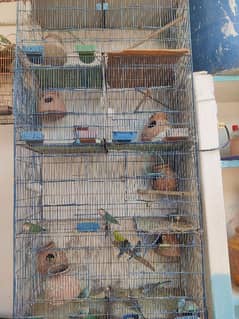 lovebirds budgies full setup