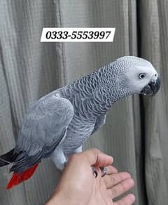 African grey female with DNA