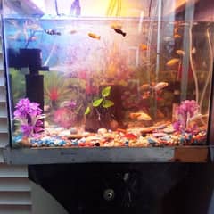 Aquarium for sale