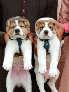 alabai security dog 2 month pair for sale heavy bone