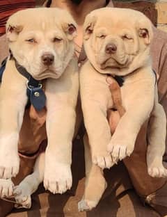 king alabai security dog pair 2 month for sale