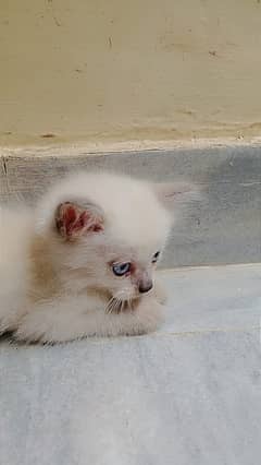 Persian Kitten