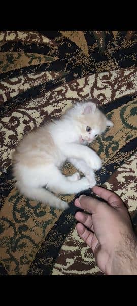 Persian kitten 2