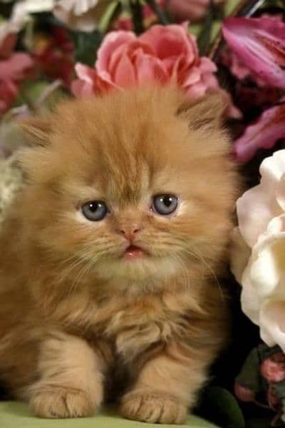 Ragdoll Kittens/ Persian Kittens/ Ragamuffin Kittens. 19