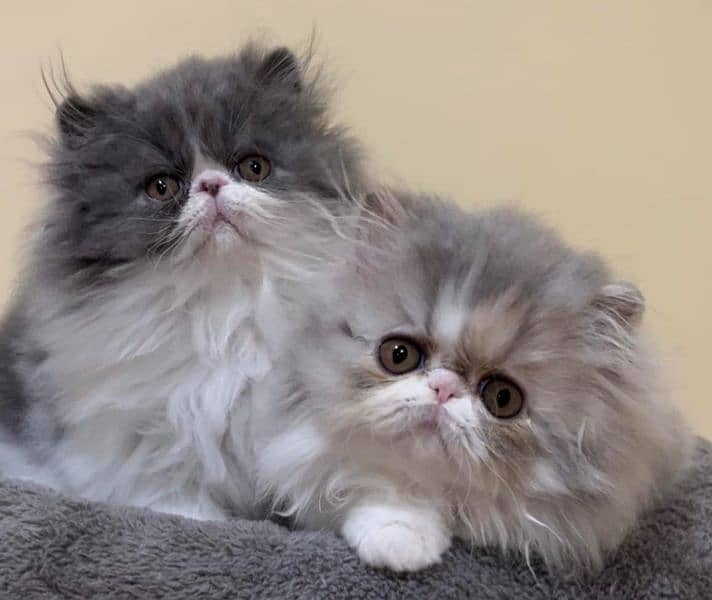 Ragdoll Kittens/ Persian Kittens/ Ragamuffin Kittens. 3