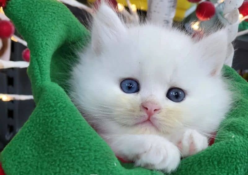 Ragdoll Kittens/ Persian Kittens/ Ragamuffin Kittens. 5