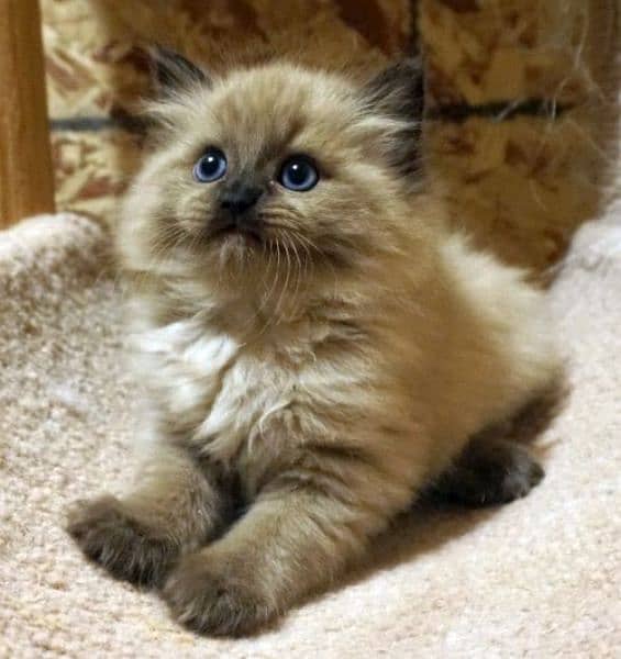 Ragdoll Kittens/ Persian Kittens/ Ragamuffin Kittens. 2