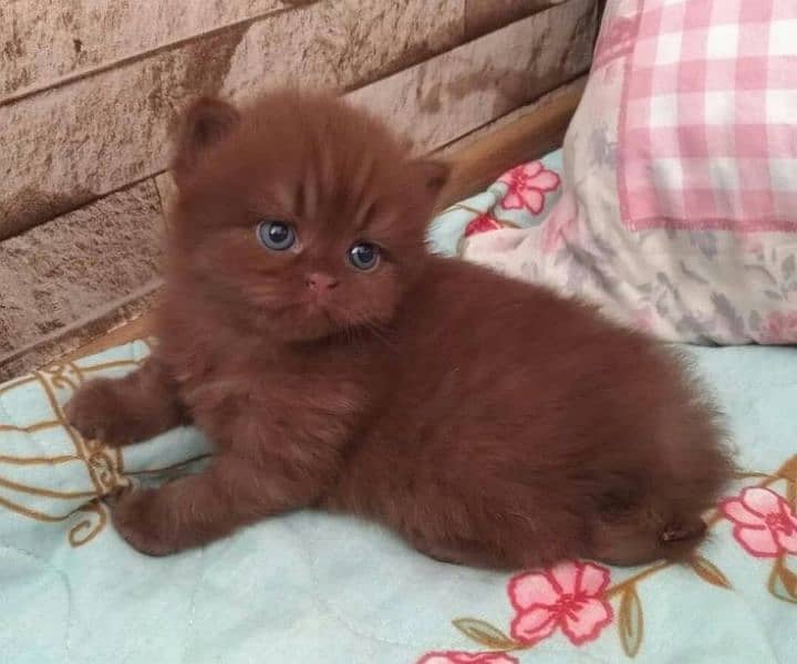 Ragdoll Kittens/ Persian Kittens/ Ragamuffin Kittens. 6