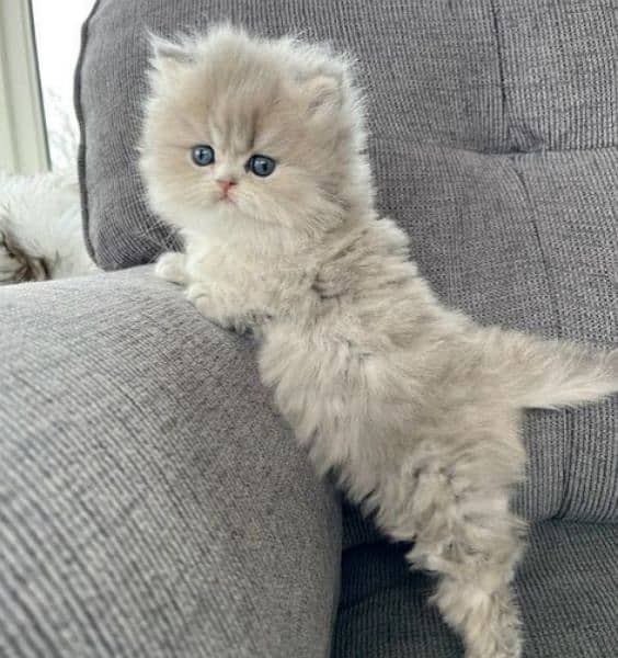 Ragdoll Kittens/ Persian Kittens/ Ragamuffin Kittens. 7