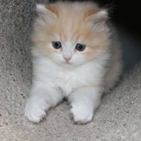 Ragdoll Kittens/ Persian Kittens/ Ragamuffin Kittens. 9