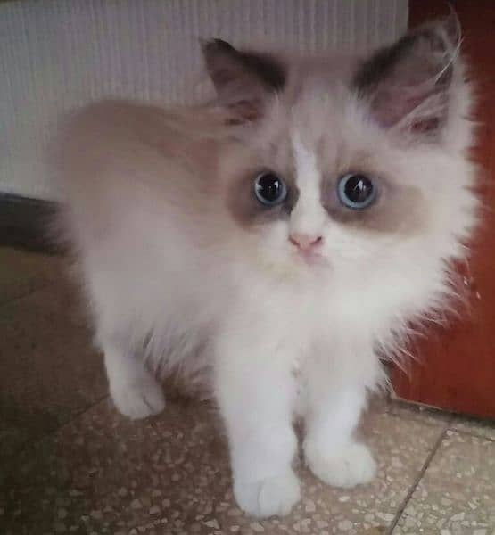 Ragdoll Kittens/ Persian Kittens/ Ragamuffin Kittens. 10