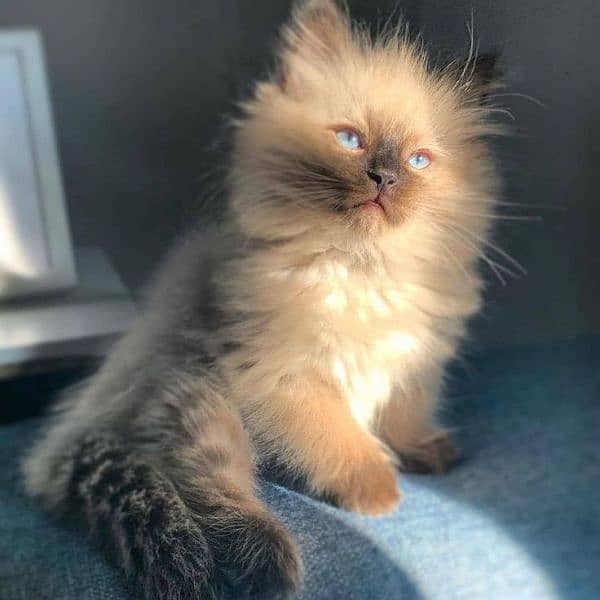 Ragdoll Kittens/ Persian Kittens/ Ragamuffin Kittens. 11