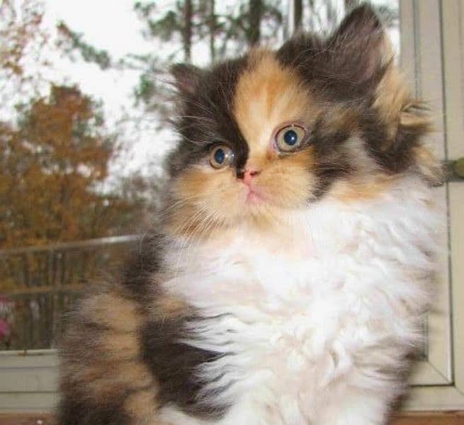 Ragdoll Kittens/ Persian Kittens/ Ragamuffin Kittens. 12