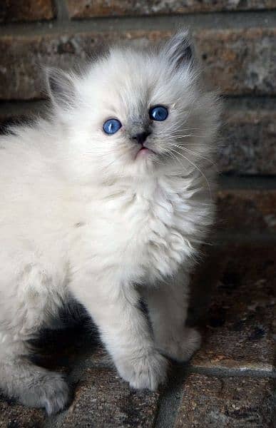 Ragdoll Kittens/ Persian Kittens/ Ragamuffin Kittens. 13