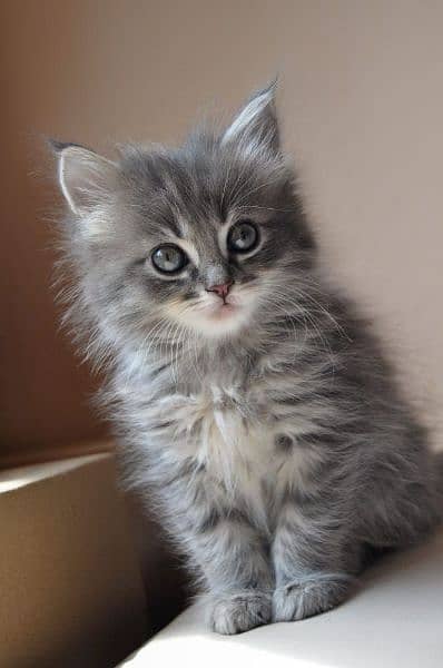 Ragdoll Kittens/ Persian Kittens/ Ragamuffin Kittens. 14