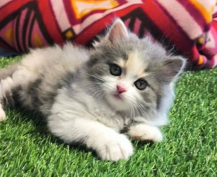 Ragdoll Kittens/ Persian Kittens/ Ragamuffin Kittens. 15