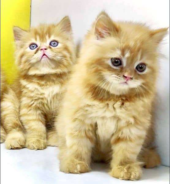 Ragdoll Kittens/ Persian Kittens/ Ragamuffin Kittens. 16