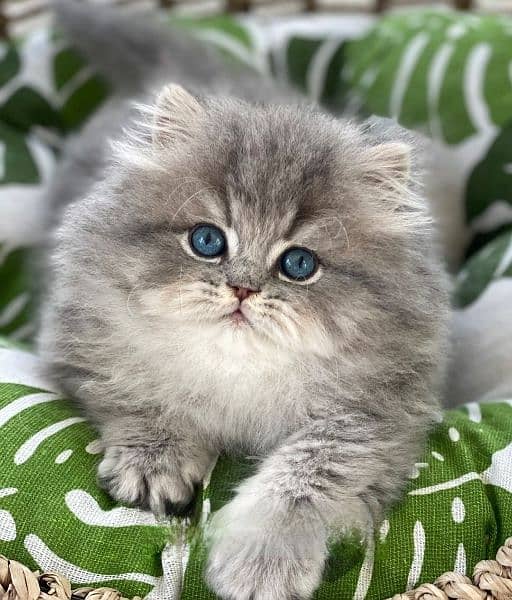 Ragdoll Kittens/ Persian Kittens/ Ragamuffin Kittens. 18