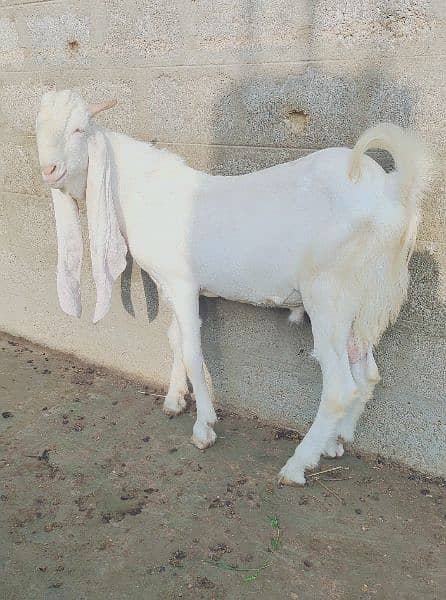 pure Gulabi Bakra Andu 1