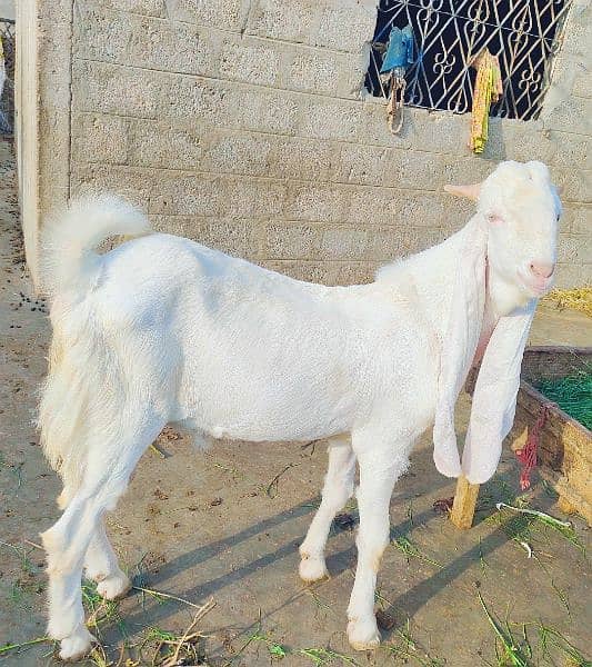 pure Gulabi Bakra Andu 6