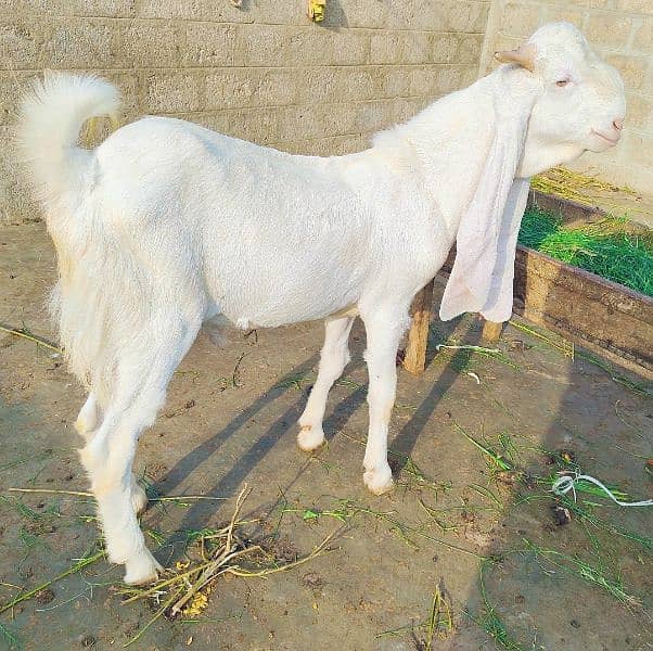 pure Gulabi Bakra Andu 9